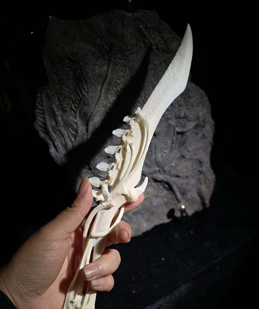 Handcrafted Bone Ritual Dagger, ethically sourced natural bone carving for witchcraft, Wicca, cosplay, gothic home decor, and occult collections. Custom orders available.