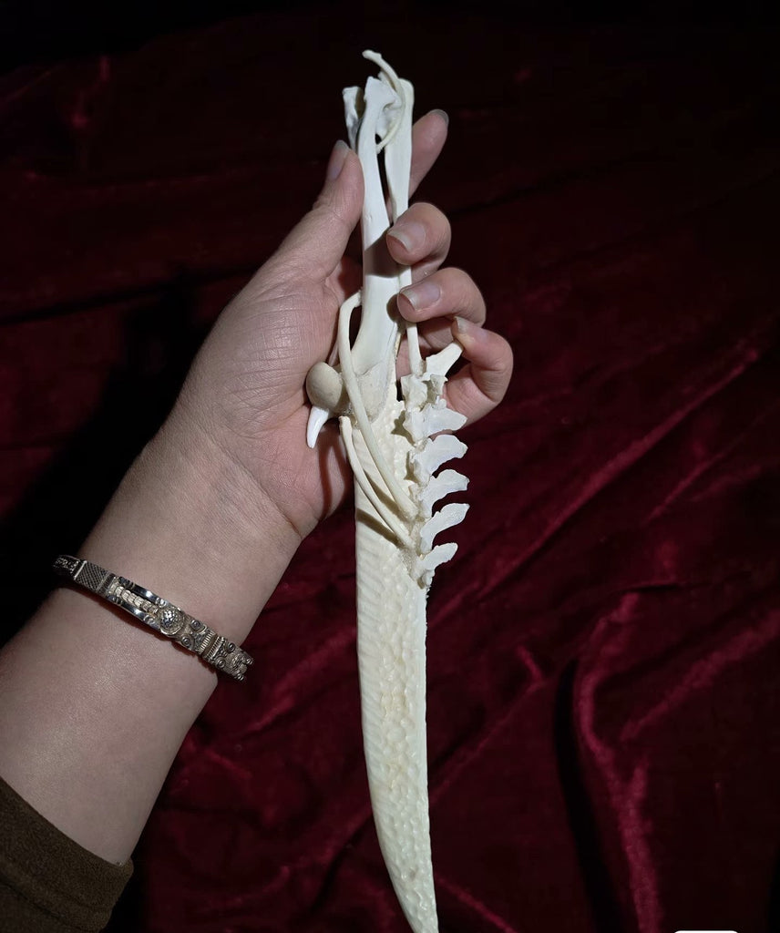 Handcrafted Bone Ritual Dagger, ethically sourced natural bone carving for witchcraft, Wicca, cosplay, gothic home decor, and occult collections. Custom orders available.